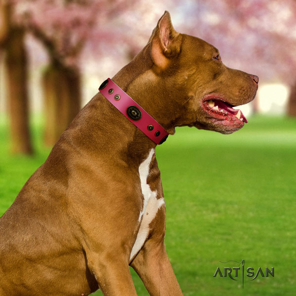 Pitbull adjustable genuine leather dog collar with awesome decorations
