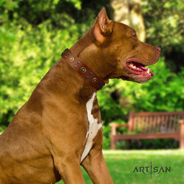 Pitbull handcrafted natural genuine leather dog collar with extraordinary adornments