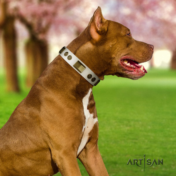 Pitbull easy adjustable full grain leather dog collar with stylish studs