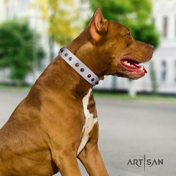 Pitbull convenient genuine leather dog collar with unique adornments
