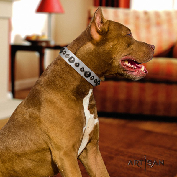 Pitbull handcrafted genuine leather dog collar with remarkable adornments