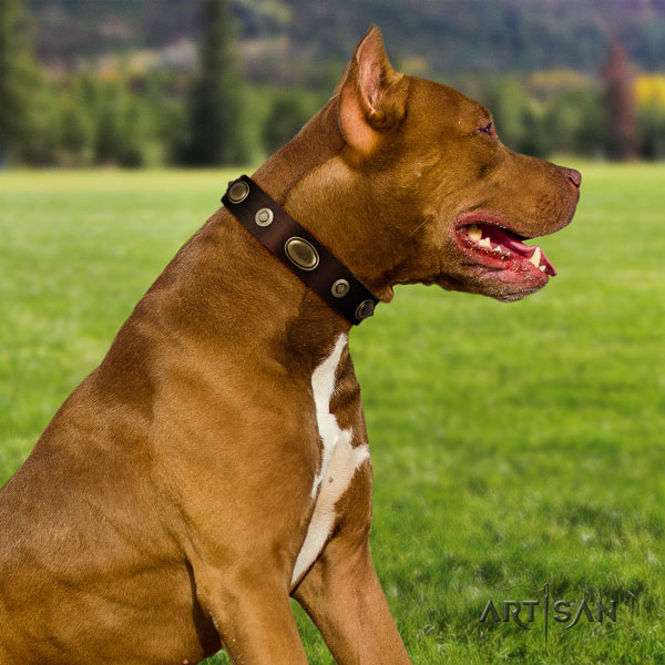 Pitbull comfortable full grain natural leather dog collar with unique adornments