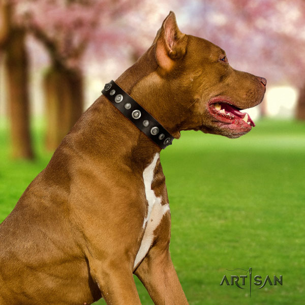 Pitbull handmade full grain leather dog collar with impressive adornments