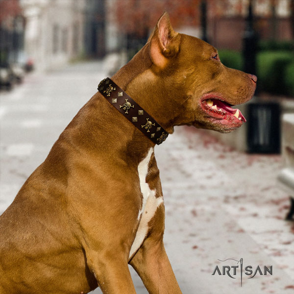 Pitbull fine quality full grain leather dog collar with fashionable adornments