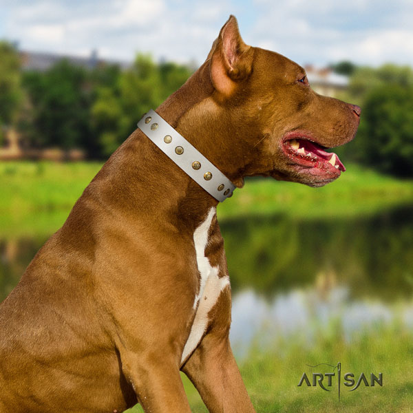 Pitbull adjustable full grain natural leather dog collar with impressive adornments