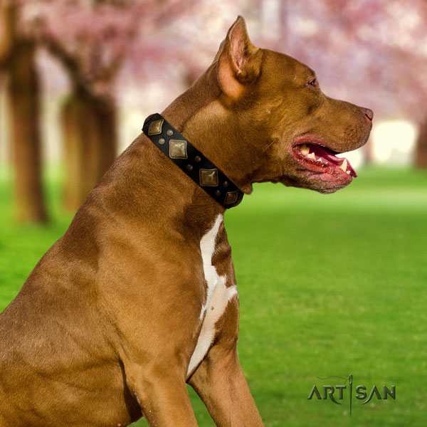 Pitbull adjustable full grain genuine leather dog collar with stunning adornments