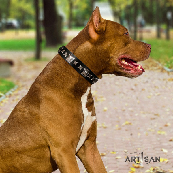 Pitbull adjustable full grain natural leather dog collar with designer adornments