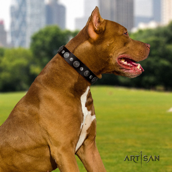 Pitbull handcrafted full grain leather dog collar with exceptional embellishments