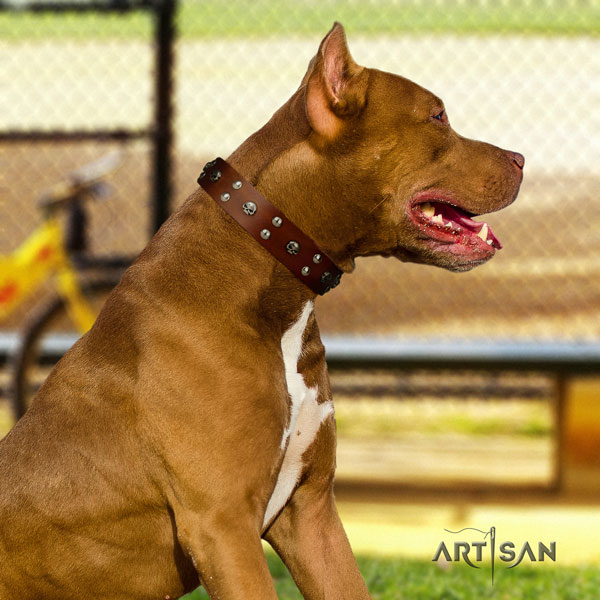 Pitbull best quality natural genuine leather dog collar with amazing decorations
