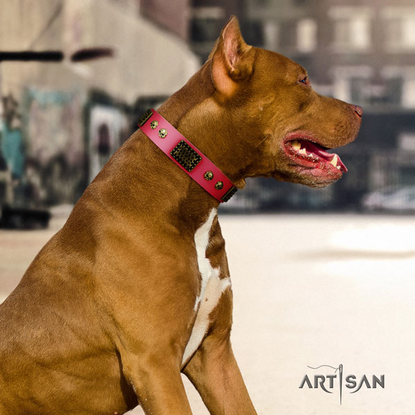 Pitbull handmade genuine leather dog collar with amazing studs