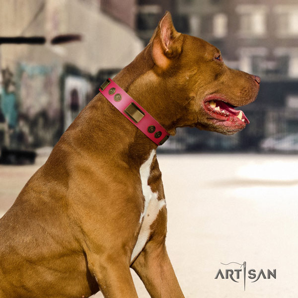 Pitbull easy wearing leather dog collar with unusual embellishments