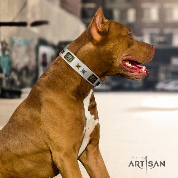 Pitbull easy wearing natural genuine leather dog collar with exceptional adornments