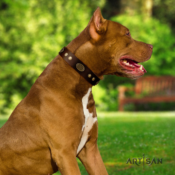 Pitbull comfortable leather dog collar with inimitable studs