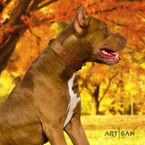 Pitbull top quality full grain natural leather dog collar with inimitable embellishments
