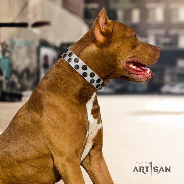 Pitbull handmade leather dog collar with exquisite studs