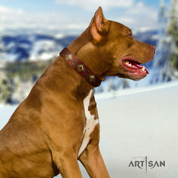 Pitbull easy to adjust leather dog collar with significant embellishments