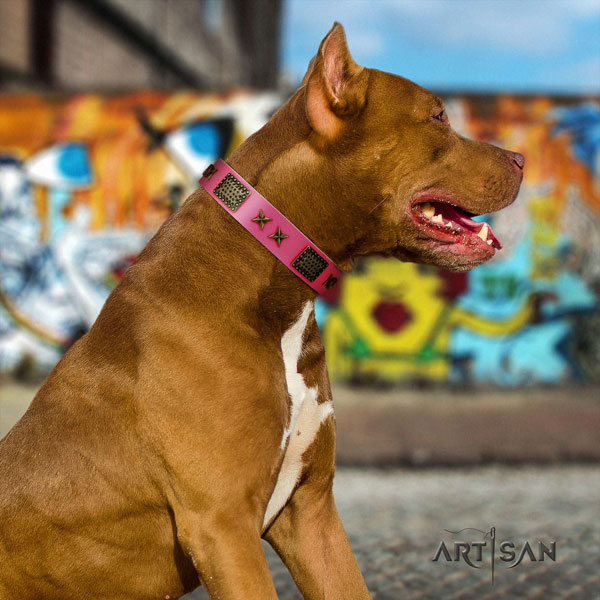 Pitbull fine quality leather dog collar with incredible adornments