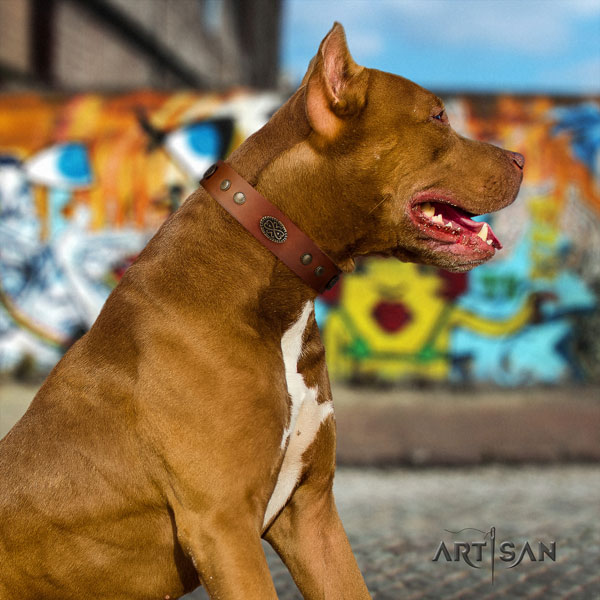 Pitbull best quality genuine leather dog collar with designer studs