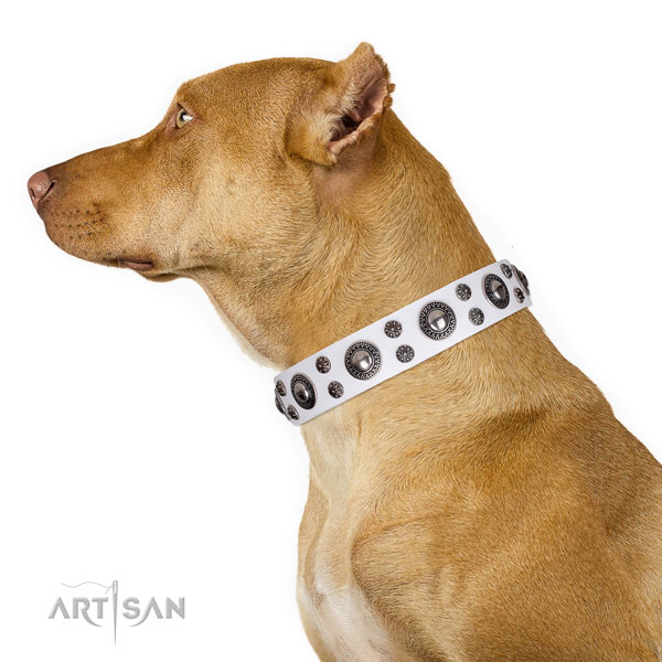 Pitbull trendy full grain leather dog collar for basic training