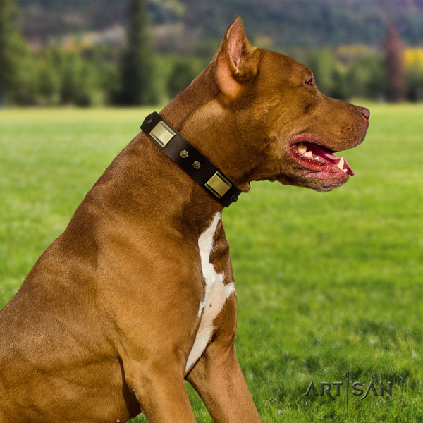 Pitbull comfortable full grain leather dog collar with stylish studs