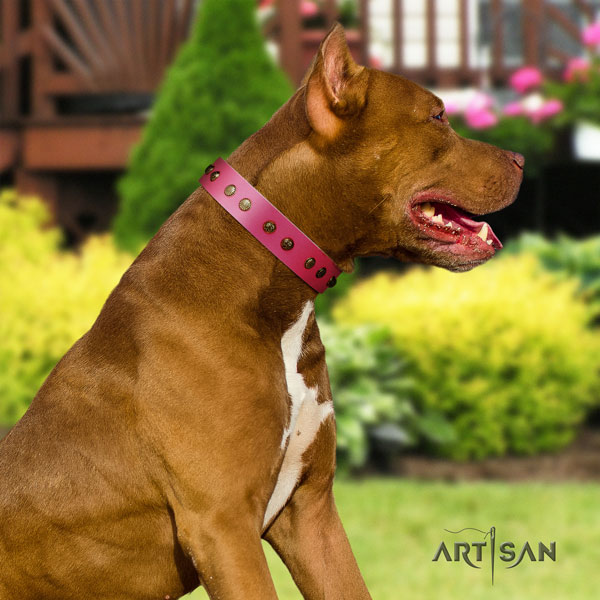 Pitbull handmade leather dog collar with amazing adornments