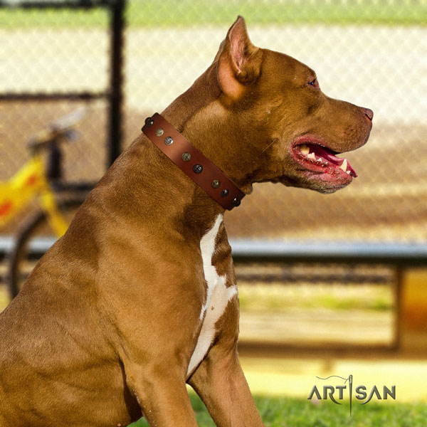 Pitbull comfortable full grain natural leather dog collar with exquisite studs