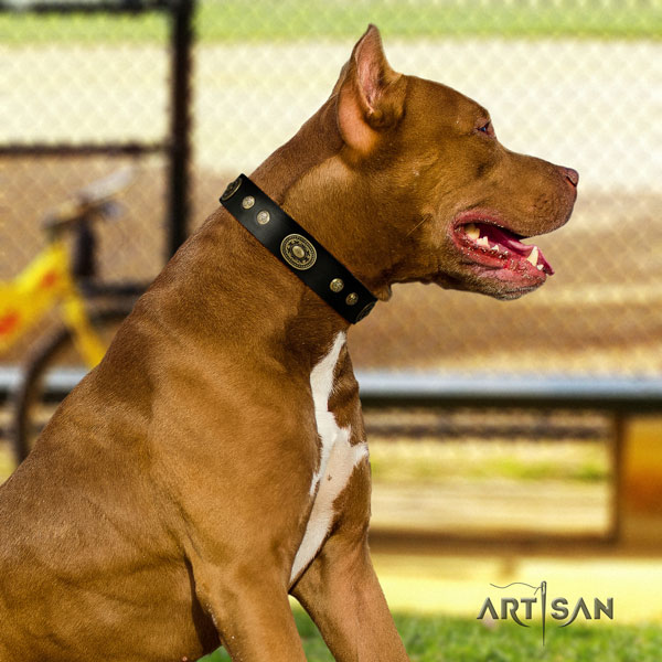 Pitbull adjustable leather dog collar with stunning embellishments