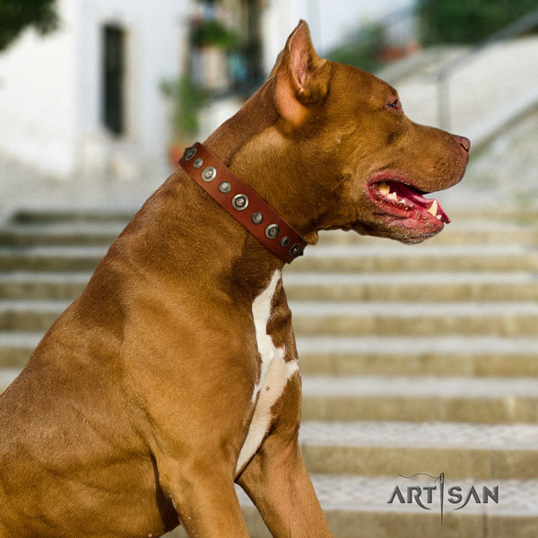 Pitbull best quality full grain natural leather dog collar with stylish design embellishments