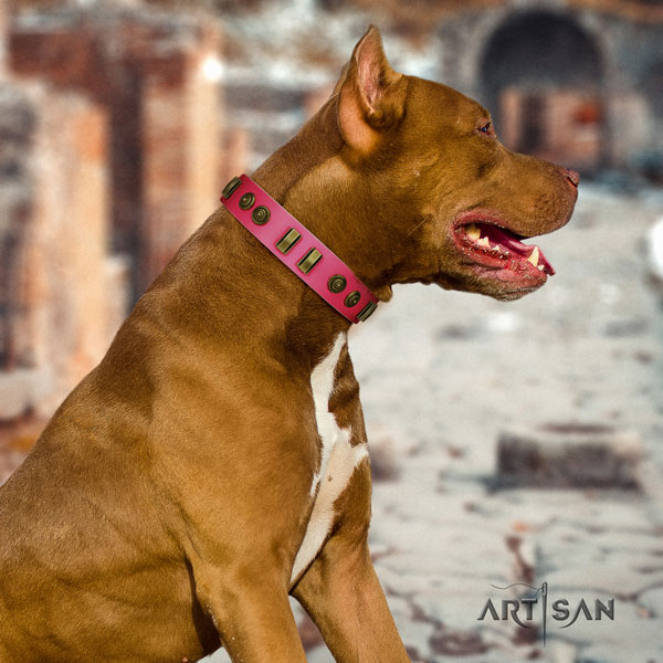Pitbull easy adjustable full grain leather dog collar with trendy embellishments