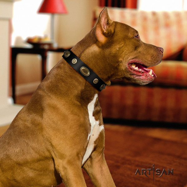 Pitbull fine quality full grain natural leather dog collar with unique adornments