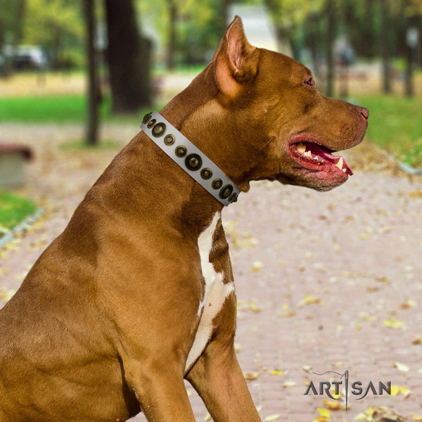Pitbull easy wearing leather dog collar with top notch studs