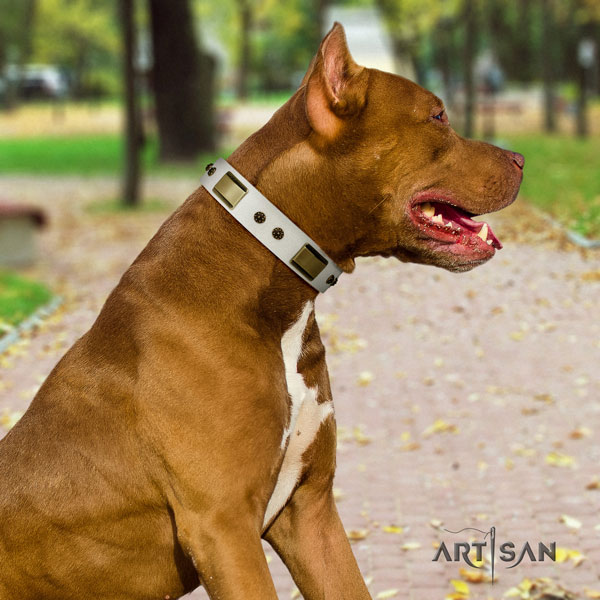 Pitbull perfect fit full grain natural leather dog collar with unusual studs