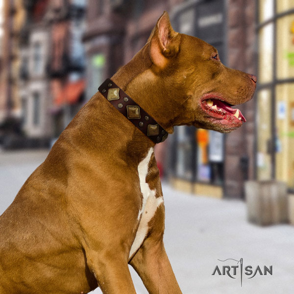 Pitbull handmade full grain genuine leather dog collar with designer embellishments