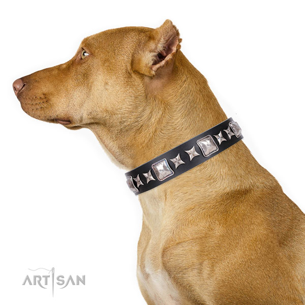 Pitbull adorned leather dog collar for fancy walking