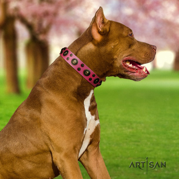 Pitbull convenient full grain natural leather dog collar with unusual embellishments