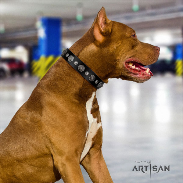 Pitbull handmade full grain natural leather dog collar with designer decorations