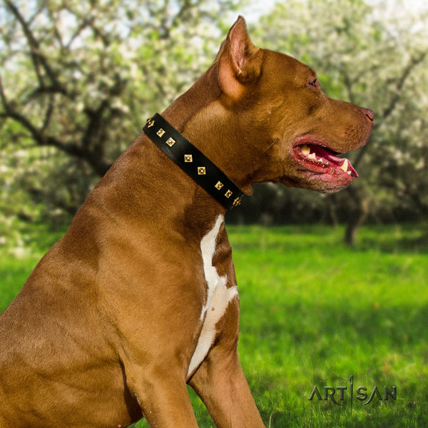 Pitbull convenient full grain natural leather dog collar with awesome embellishments