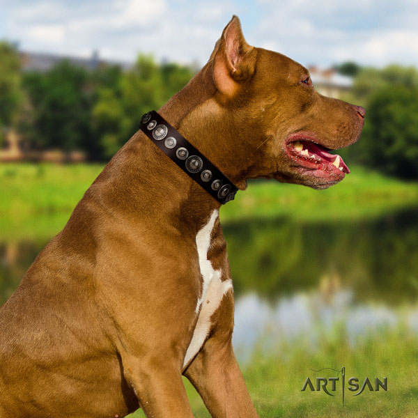 Pitbull fine quality full grain leather dog collar with impressive adornments