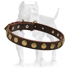 Leather Dog Collar