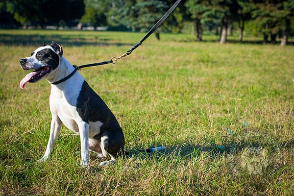 Pitbull choke collar for gentle training