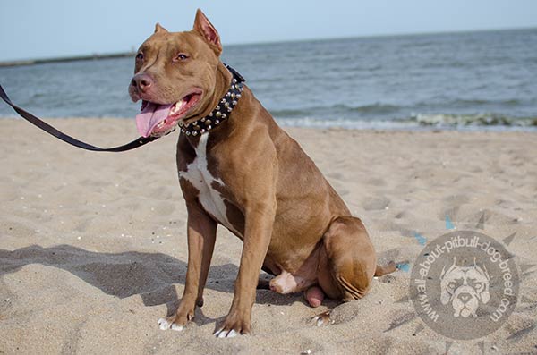 Leather Pitbull collar with studs and pyramids