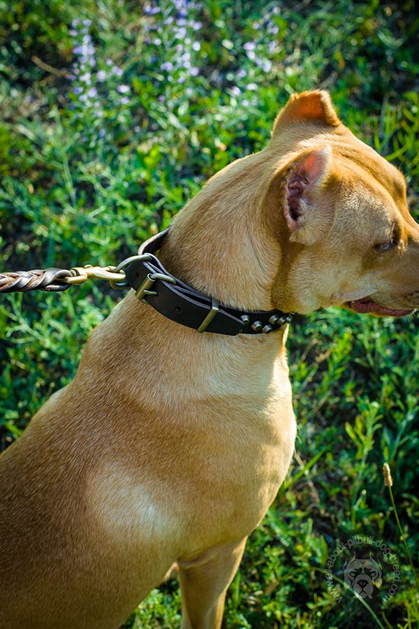 Pitbull leather collar of genuine materials with traditional buckle for improved control