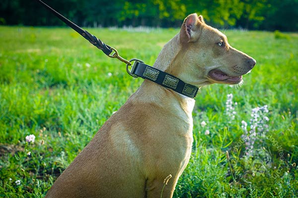 No rubbing leather Pitbull collar