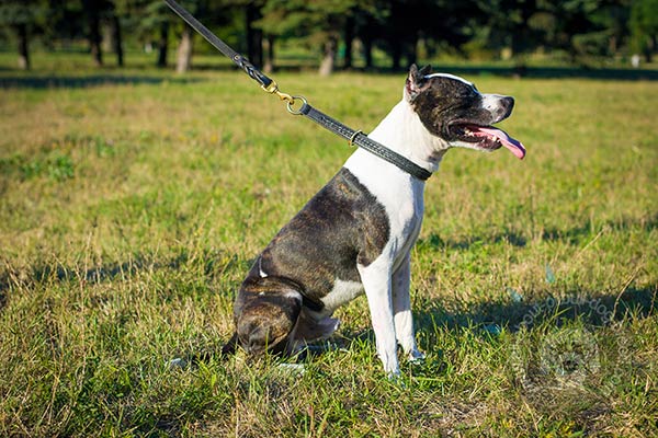 Choke leather Pitbull collar