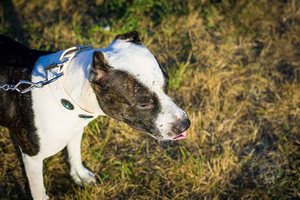 Pitbull white leather collar of classy design with studs for stylish walks