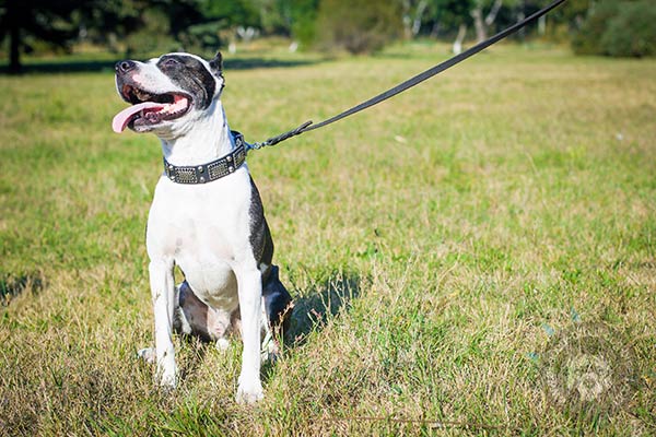 Pitbull black leather collar wide with studs set in row for daily walks