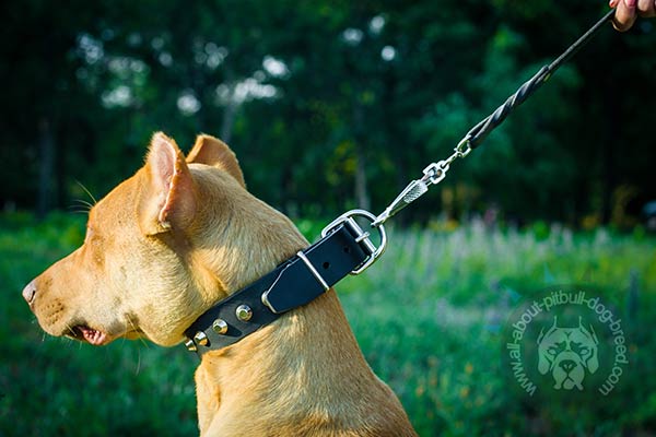 Pitbull collar with sturdy buckle