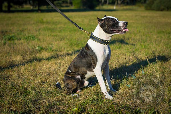 Fashion spiky leather Pitbull collar