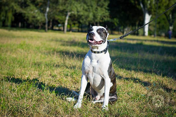 Pitbull black leather collar with durable fittings for basic training