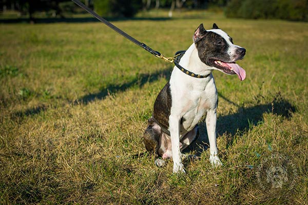 Pitbull black leather collar with rust-proof brass plated hardware for basic training